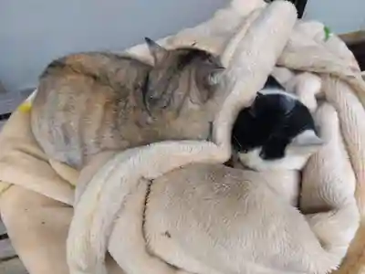 御誕生寺（猫寺）(福井県)