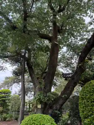 高勝寺の{uncategorized: "未分類", other: "その他", undefined: "問題あり", building: "その他建物", grave: "お墓", sacred_gate: "鳥居", guardian: "狛犬", statue: "像", buddha: "仏像", history: "歴史", nature: "自然", garden: "庭園", animal: "動物", pagoda: "塔", temizu: "手水舎", mountain_gate: "山門・神門", sanctuary: "本殿・本堂", subordinate: "末社・摂社", art: "芸術", scenery: "景色", jizo: "地蔵", ema: "絵馬", goshuin: "御朱印", omikuji: "おみくじ", items: "授与品その他", amulet: "お守り", goshuincho: "御朱印帳", eats: "食事", festival: "お祭り", votive_dance: "神楽", shichigosan: "七五三参", wedding: "結婚式", experience: "体験その他", initially: "初詣", around: "周辺", anti_infection: "感染症対策"}
