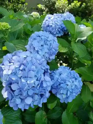 妙法寺(東京都)