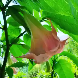 豊景神社の自然(2020年08月15日(土) 05時49分25秒投稿)