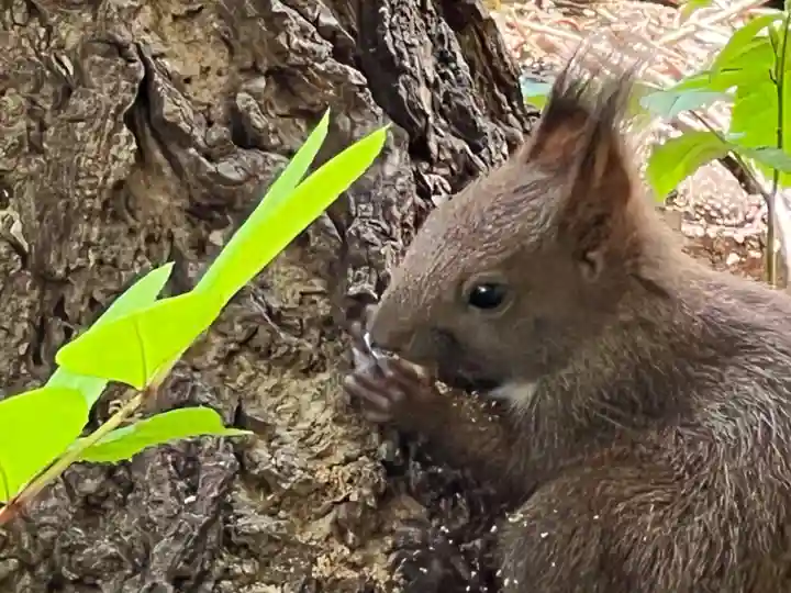 札幌諏訪神社の動物