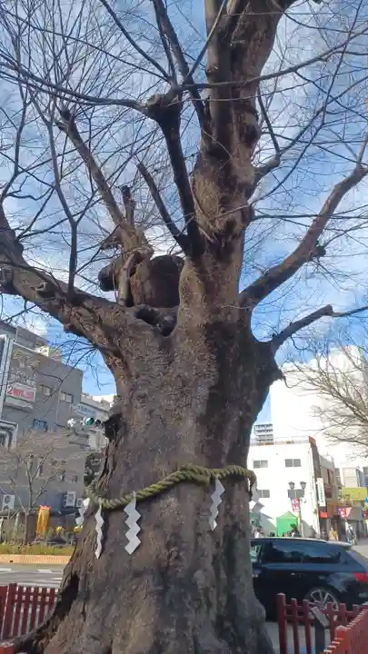 大國魂神社の自然