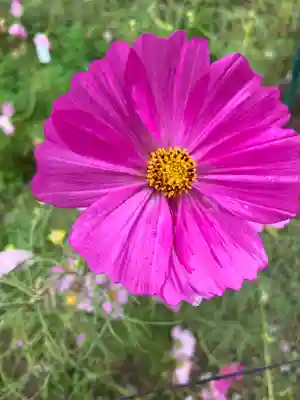 般若寺 ❁﻿コスモス寺❁(奈良県)