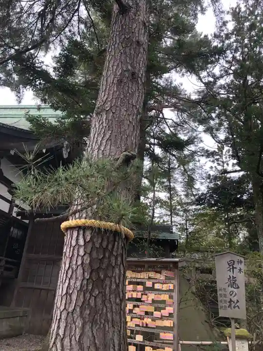 菟橋神社の自然