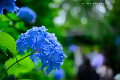 明月院(神奈川県)