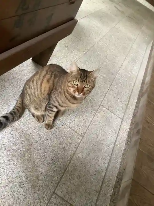 玉野御嶽神社の動物