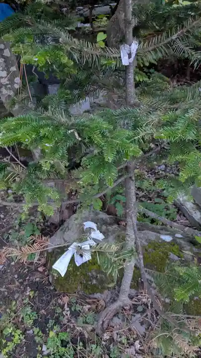 南豪神社のおみくじ