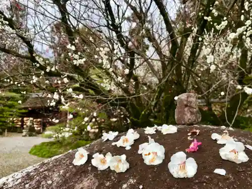 梅宮大社の自然