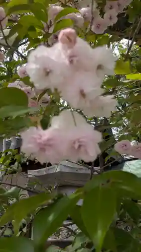 白峯神宮(京都府)