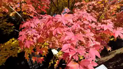 勝林寺(京都府)