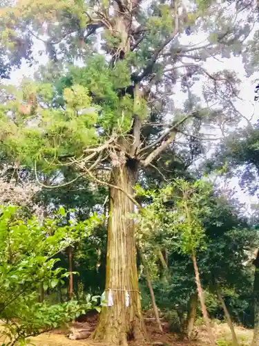 大宮神社の自然