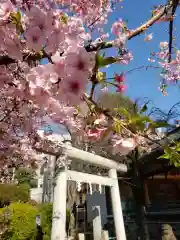 鳩森八幡神社の鳥居