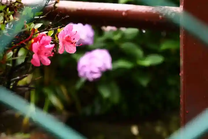 白山神社(東京都)