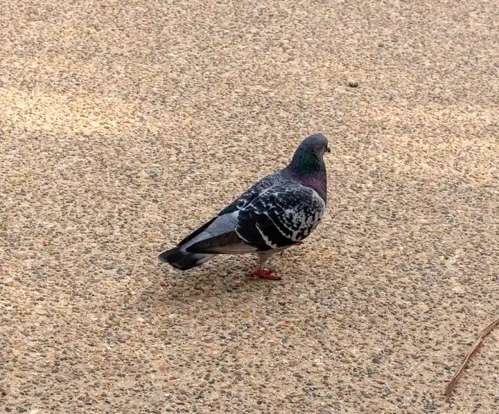 廣島護國神社(広島県)