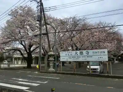 大應寺の{uncategorized: "未分類", other: "その他", undefined: "問題あり", building: "その他建物", grave: "お墓", sacred_gate: "鳥居", guardian: "狛犬", statue: "像", buddha: "仏像", history: "歴史", nature: "自然", garden: "庭園", animal: "動物", pagoda: "塔", temizu: "手水舎", mountain_gate: "山門・神門", sanctuary: "本殿・本堂", subordinate: "末社・摂社", art: "芸術", scenery: "景色", jizo: "地蔵", ema: "絵馬", goshuin: "御朱印", omikuji: "おみくじ", items: "授与品その他", amulet: "お守り", goshuincho: "御朱印帳", eats: "食事", festival: "お祭り", votive_dance: "神楽", shichigosan: "七五三参", wedding: "結婚式", experience: "体験その他", initially: "初詣", around: "周辺", anti_infection: "感染症対策"}