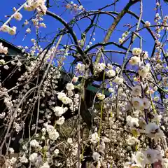 小名浜諏訪神社の自然