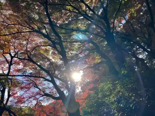 鰐淵寺(島根県)