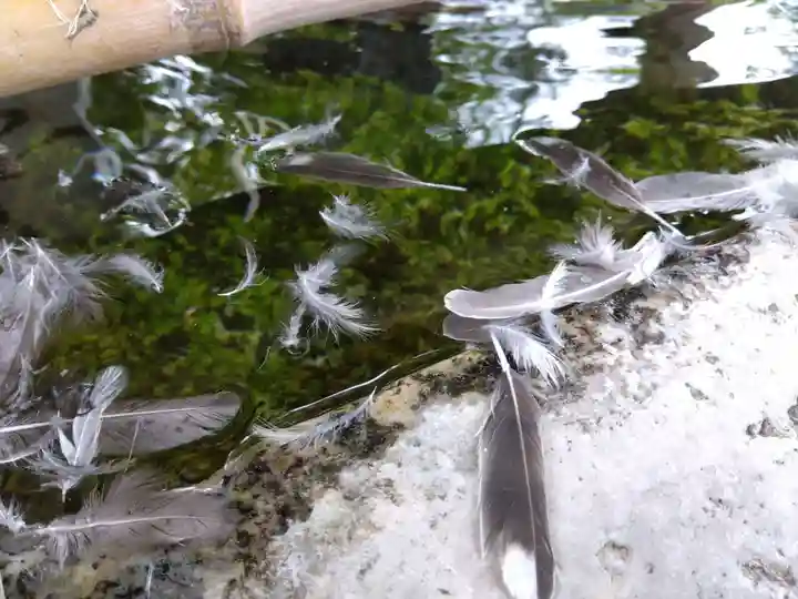 八幡神社(福井県)