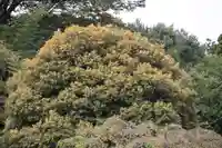 鹿島大神宮の庭園