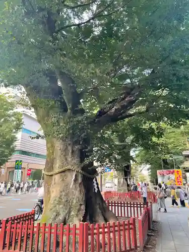 大國魂神社の自然