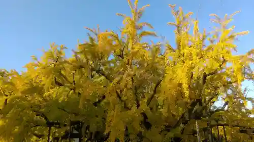 本願寺（西本願寺）の自然