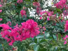 足羽神社の自然