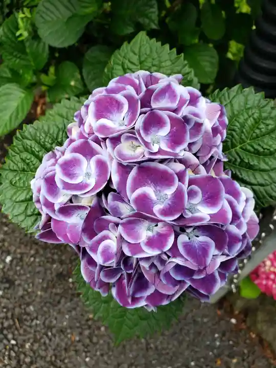 常泉院(東京都)