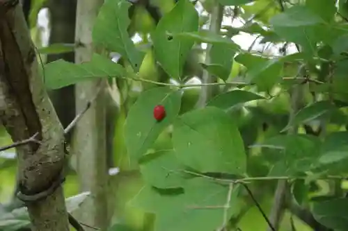 鹿島大神宮の自然