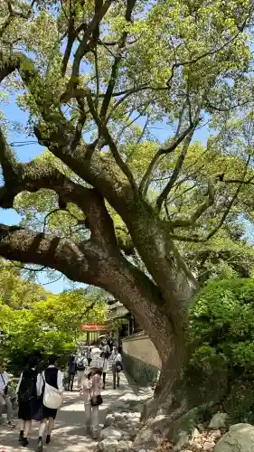 太宰府天満宮の自然