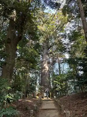 麻賀多神社(千葉県)