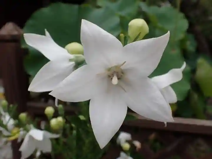 行願寺(革堂)の自然