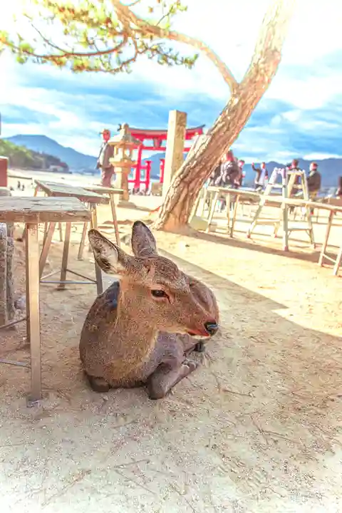 厳島神社(広島県)