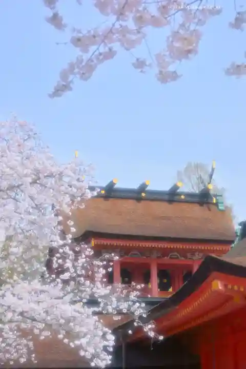 富士山本宮浅間大社(静岡県)