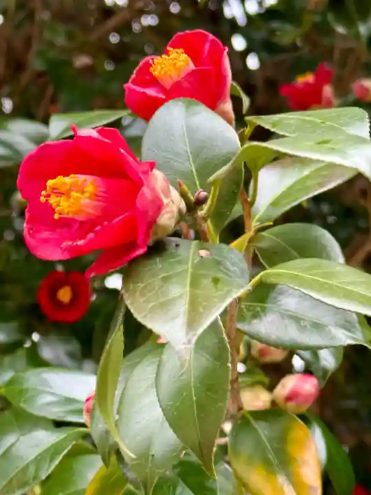 日岡神社(兵庫県)