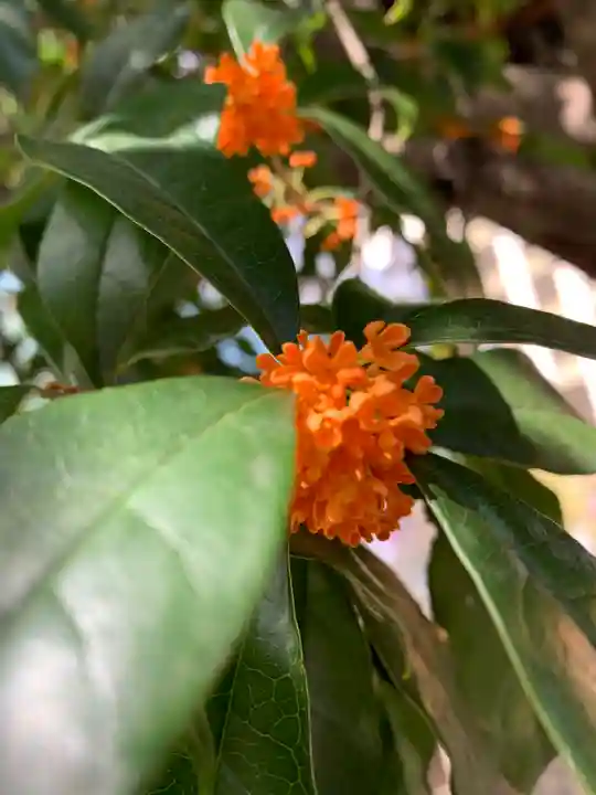 頂法寺(六角堂)の自然