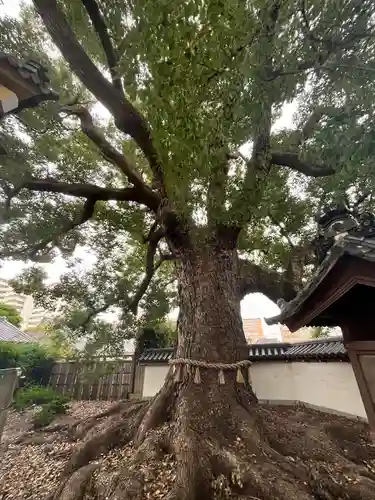 大聖観音寺（あびこ観音）(大阪府)