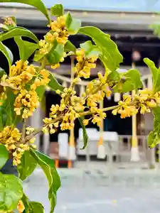 仙台八坂神社(宮城県)(2025年10月12日(日) 16時22分14秒投稿)