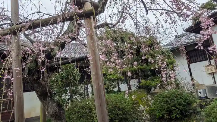 得浄明院(善光寺別院)(京都府)