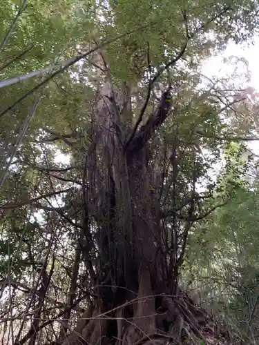 日吉神社の自然