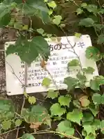 熱田神社の自然