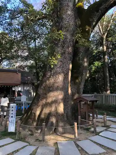 伊弉諾神宮の自然