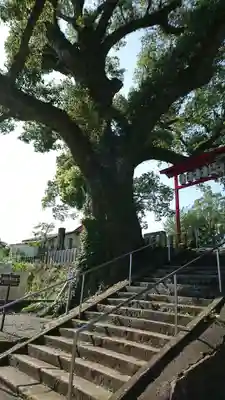 松橋神社の自然