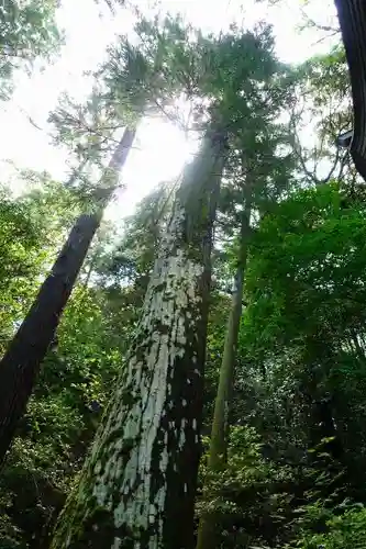 狭井坐大神荒魂神社(狭井神社)の自然