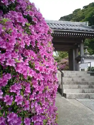 安養院　(田代寺）の山門