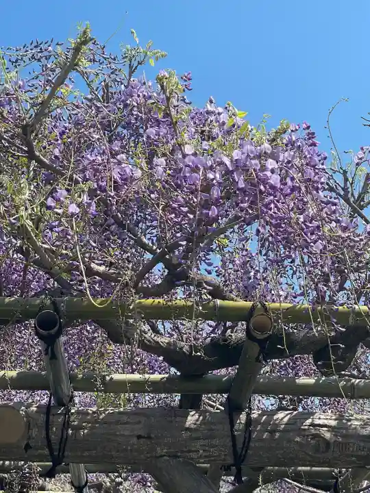 亀戸天神社の自然