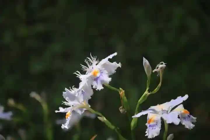 愛宕神社の自然