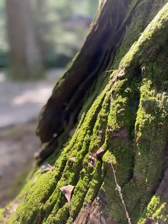 柳津虚空蔵尊 寳性院の自然