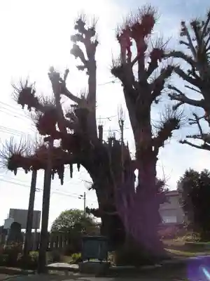 新長谷寺（八町観音）の自然