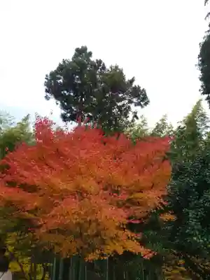 圓光寺(京都府)