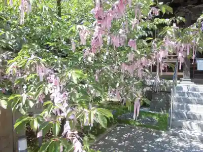 桜神宮のおみくじ